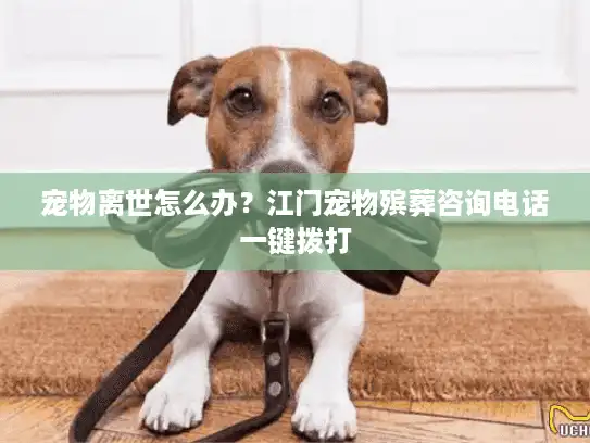 宠物离世怎么办?江门宠物殡葬咨询电话一键拨打 宠物离世怎么办?江门宠物殡葬咨询电话一键拨打