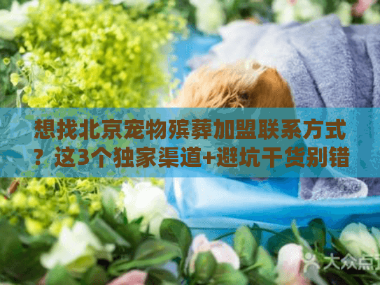 想找北京宠物殡葬加盟联系方式？这3个独家渠道+避坑干货别错过