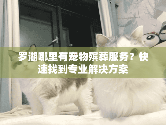 罗湖哪里有宠物殡葬服务？快速找到专业解决方案