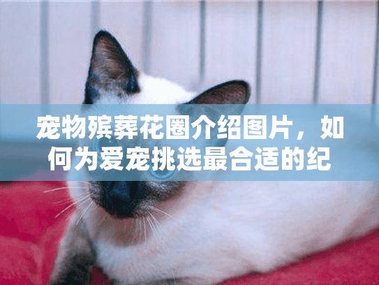 宠物殡葬花圈介绍图片，如何为爱宠挑选最合适的纪念方式？