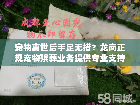宠物离世后手足无措？龙岗正规宠物殡葬业务提供专业支持