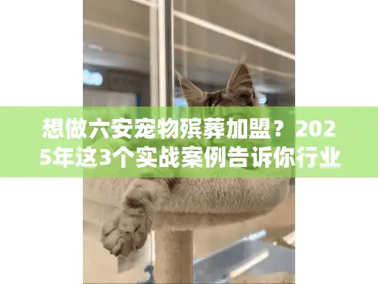 想做六安宠物殡葬加盟?2025年这3个实战案例告诉你行业真相! 想做六安宠物殡葬加盟?2025年这3个实战案例告诉你行业真相!