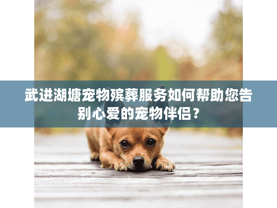 武进湖塘宠物殡葬服务如何帮助您告别心爱的宠物伴侣? 武进湖塘宠物殡葬服务如何帮助您告别心爱的宠物伴侣?