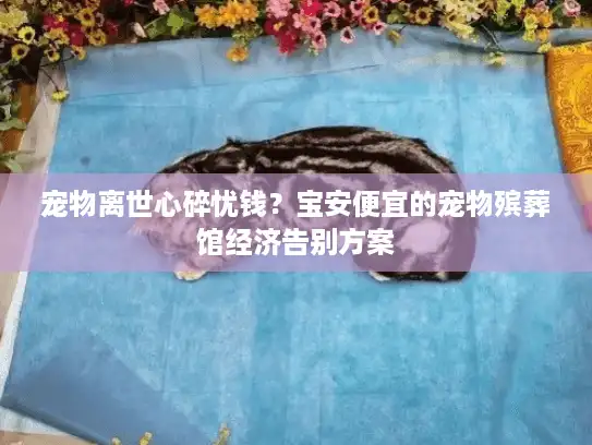 宠物离世心碎忧钱？宝安便宜的宠物殡葬馆经济告别方案