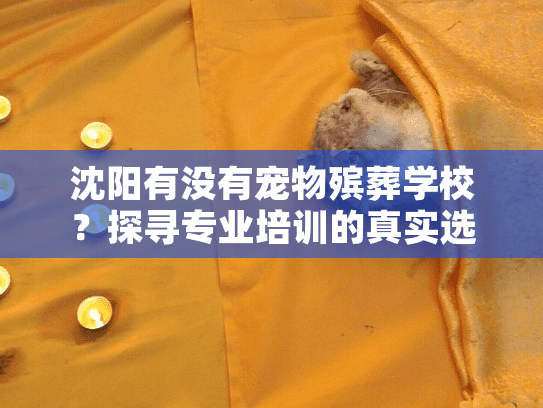 沈阳有没有宠物殡葬学校？探寻专业培训的真实选择