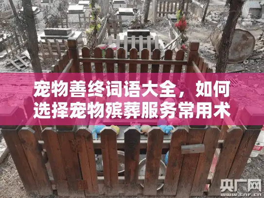 宠物善终词语大全，如何选择宠物殡葬服务常用术语解读？