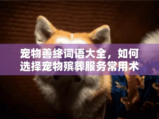 宠物善终词语大全，如何选择宠物殡葬服务常用术语解读？