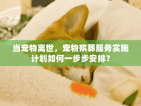 当宠物离世，宠物殡葬服务实施计划如何一步步安排？
