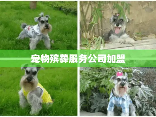 宠物殡葬服务公司加盟 宠物殡葬服务公司加盟