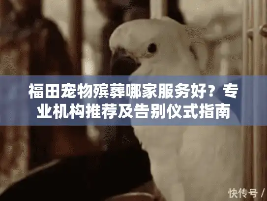 福田宠物殡葬哪家服务好？专业机构推荐及告别仪式指南