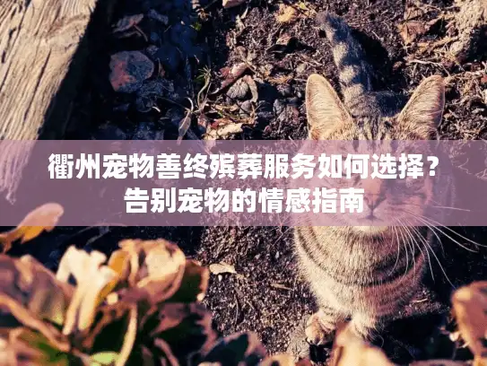 衢州宠物善终殡葬服务如何选择？告别宠物的情感指南