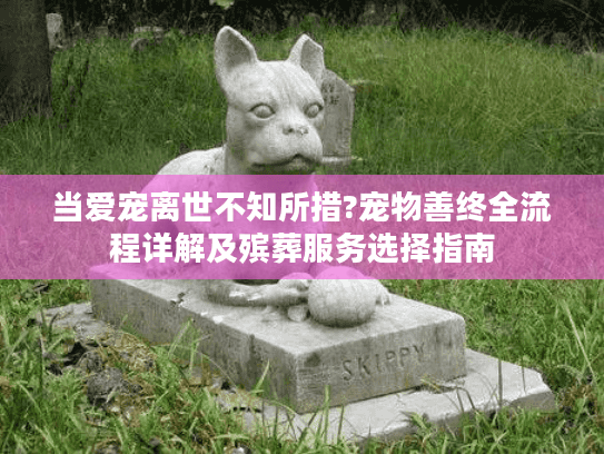 当爱宠离世不知所措?宠物善终全流程详解及殡葬服务选择指南 当爱宠离世不知所措?宠物善终全流程详解及殡葬服务选择指南