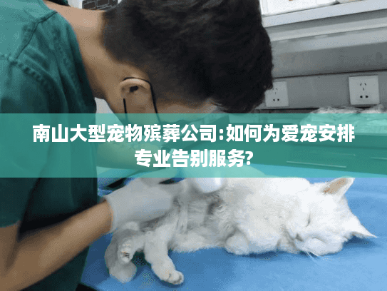 南山大型宠物殡葬公司:如何为爱宠安排专业告别服务? 南山大型宠物殡葬公司:如何为爱宠安排专业告别服务?