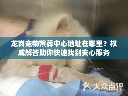 龙岗宠物殡葬中心地址在哪里？权威解答助你快速找到安心服务