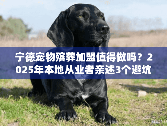 宁德宠物殡葬加盟值得做吗？2025年本地从业者亲述3个避坑要点