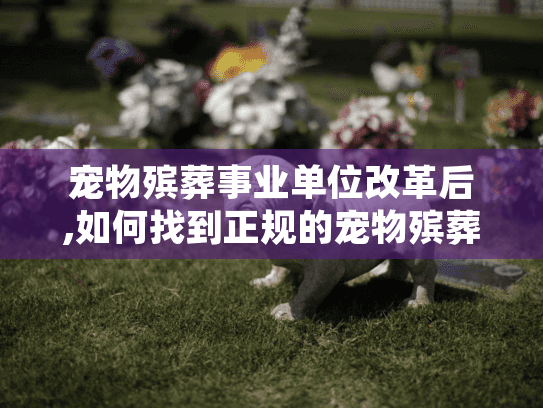 宠物殡葬事业单位改革后,如何找到正规的宠物殡葬服务?