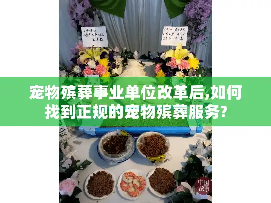 宠物殡葬事业单位改革后,如何找到正规的宠物殡葬服务?