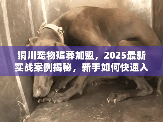 铜川宠物殡葬加盟，2025最新实战案例揭秘，新手如何快速入局？