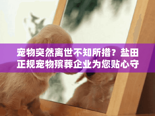 宠物突然离世不知所措？盐田正规宠物殡葬企业为您贴心守护