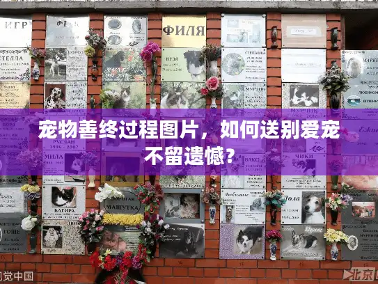宠物善终过程图片，如何送别爱宠不留遗憾？
