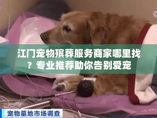 江门宠物殡葬服务商家哪里找？专业推荐助你告别爱宠