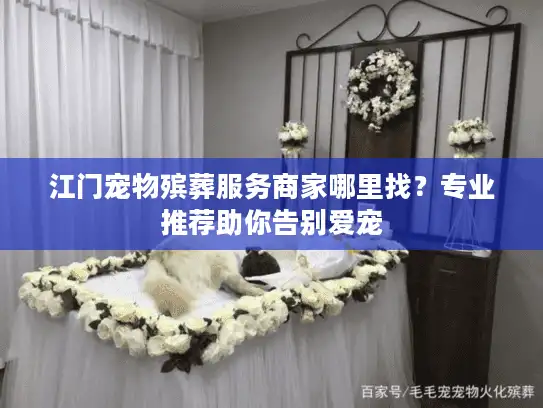 江门宠物殡葬服务商家哪里找？专业推荐助你告别爱宠