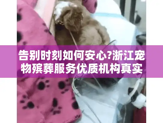 告别时刻如何安心?浙江宠物殡葬服务优质机构真实评测