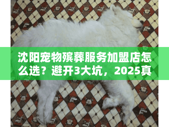 沈阳宠物殡葬服务加盟店怎么选？避开3大坑，2025真实案例分享！