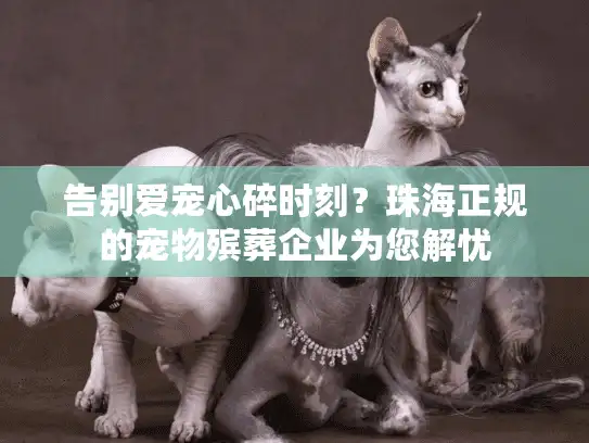 告别爱宠心碎时刻？珠海正规的宠物殡葬企业为您解忧