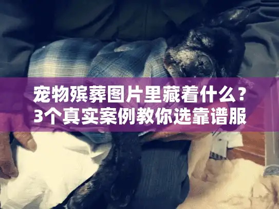 宠物殡葬图片里藏着什么？3个真实案例教你选靠谱服务