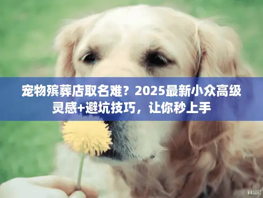 宠物殡葬店取名难？2025最新小众高级灵感+避坑技巧，让你秒上手