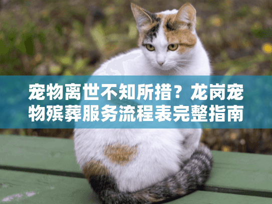 宠物离世不知所措?龙岗宠物殡葬服务流程表完整指南 宠物离世不知所措?龙岗宠物殡葬服务流程表完整指南