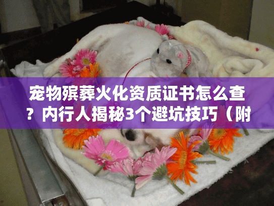 宠物殡葬火化资质证书怎么查？内行人揭秘3个避坑技巧（附2024真实案例）