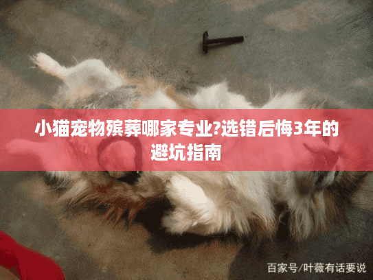 小猫宠物殡葬哪家专业?选错后悔3年的避坑指南