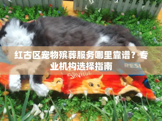 红古区宠物殡葬服务哪里靠谱？专业机构选择指南