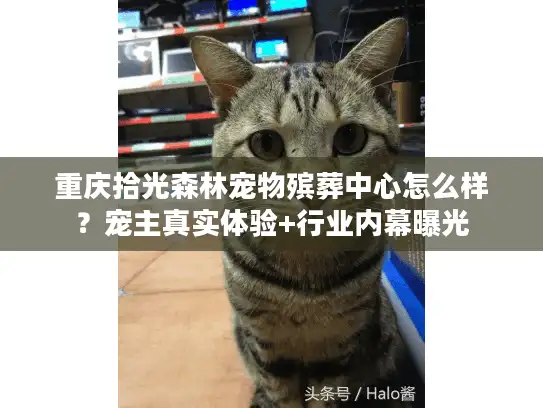 重庆拾光森林宠物殡葬中心怎么样？宠主真实体验+行业内幕曝光