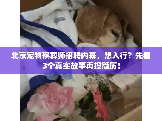 北京宠物殡葬师招聘内幕，想入行？先看3个真实故事再投简历！