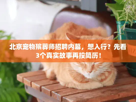 北京宠物殡葬师招聘内幕，想入行？先看3个真实故事再投简历！