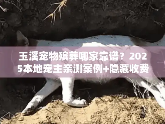 玉溪宠物殡葬哪家靠谱？2025本地宠主亲测案例+隐藏收费大揭秘