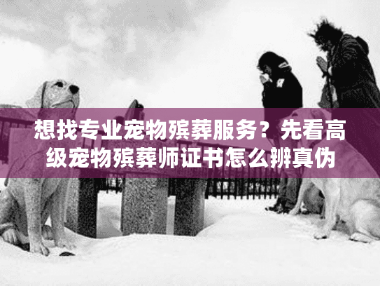 想找专业宠物殡葬服务？先看高级宠物殡葬师证书怎么辨真伪