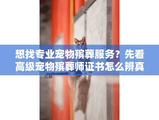 想找专业宠物殡葬服务？先看高级宠物殡葬师证书怎么辨真伪