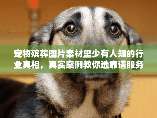 宠物殡葬图片素材里少有人知的行业真相,真实案例教你选靠谱服务 宠物殡葬图片素材里少有人知的行业真相,真实案例教你选靠谱服务