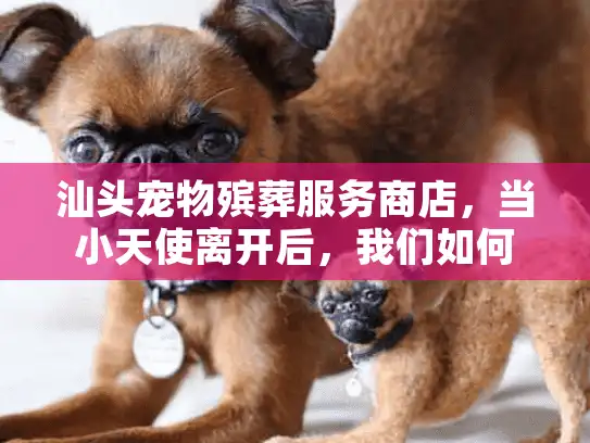 汕头宠物殡葬服务商店，当小天使离开后，我们如何体面告别？