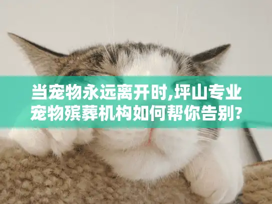 当宠物永远离开时,坪山专业宠物殡葬机构如何帮你告别?