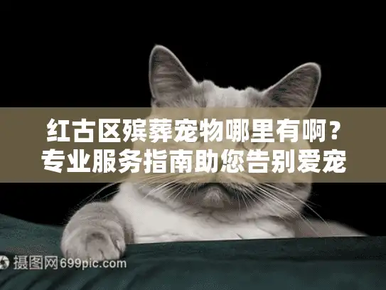 红古区殡葬宠物哪里有啊？专业服务指南助您告别爱宠