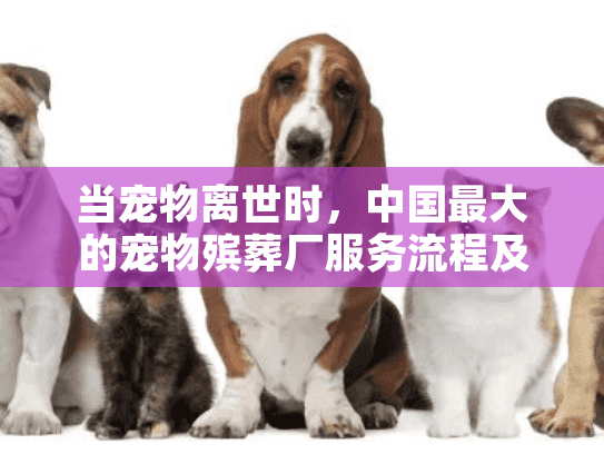 当宠物离世时，中国最大的宠物殡葬厂服务流程及费用详解