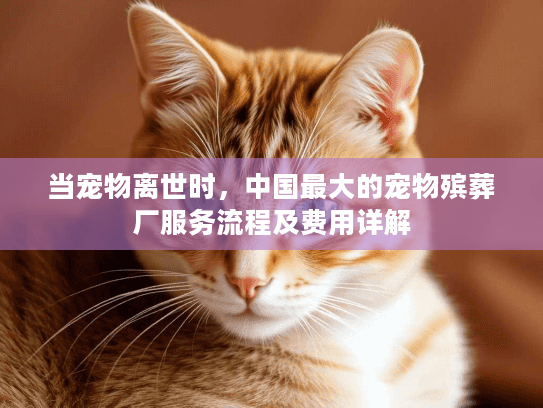当宠物离世时，中国最大的宠物殡葬厂服务流程及费用详解