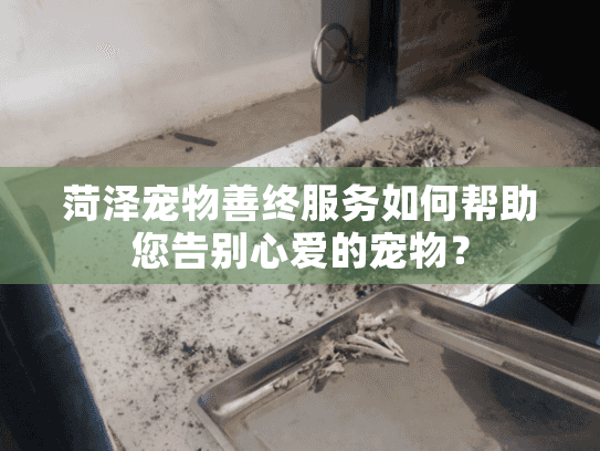 菏泽宠物善终服务如何帮助您告别心爱的宠物？
