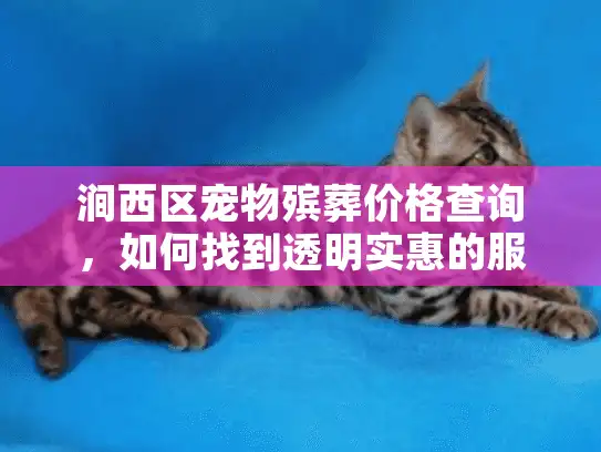 涧西区宠物殡葬价格查询，如何找到透明实惠的服务？