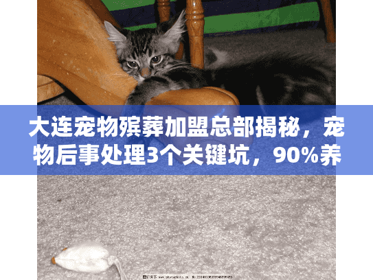 大连宠物殡葬加盟总部揭秘，宠物后事处理3个关键坑，90%养宠人都踩过！